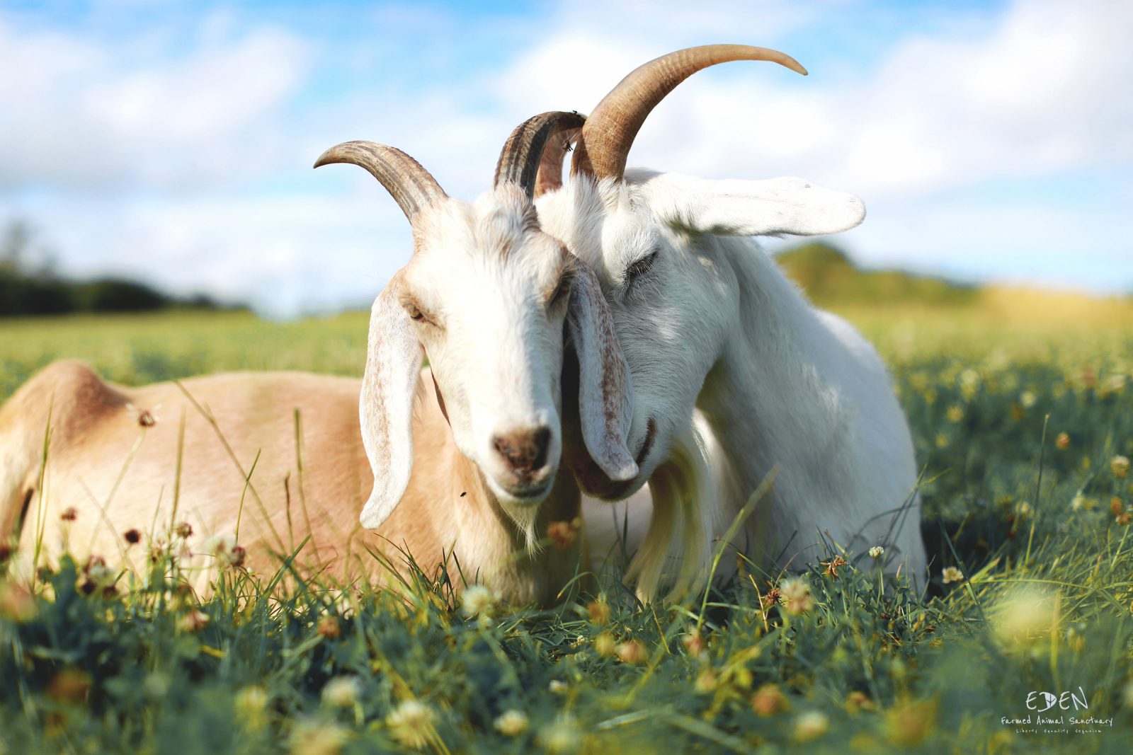goats resting at eden farmed animal sanctuary ireland