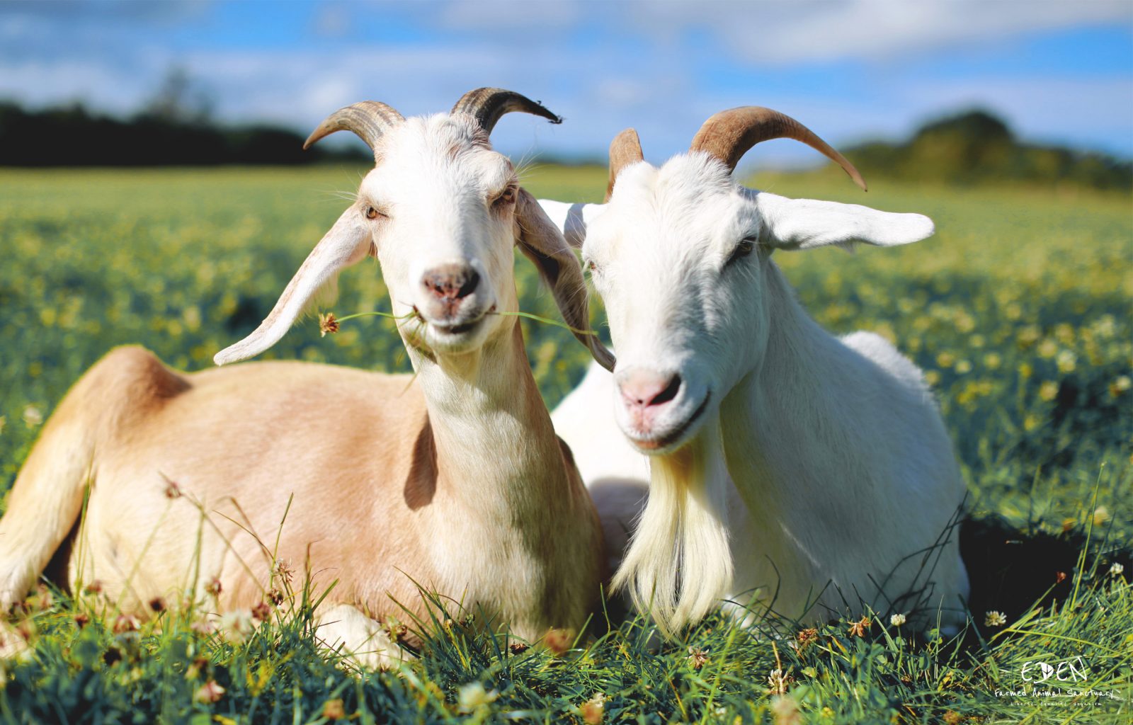 goats resting at eden farmed animal sanctuary ireland